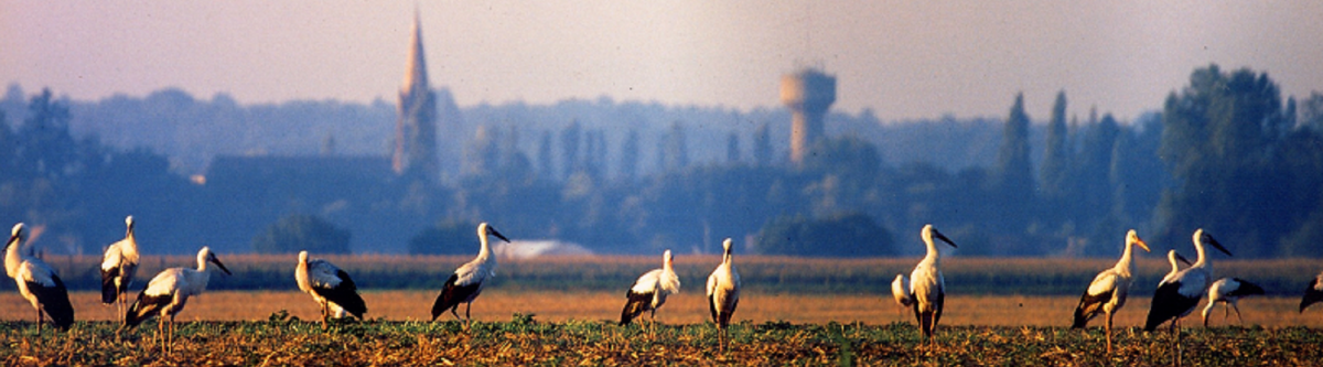 Tigy Entre Loire et Sologne